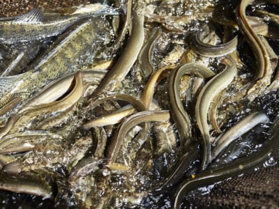 Wij kijken in een net met palingen. Deze zijn net gevangen want er spat nog water om hen heen.