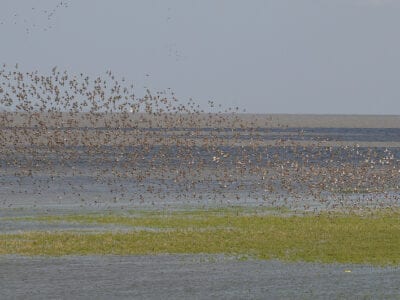 Grote groep vogels vliegt op van een ondiep gebied in de Waddenzee
