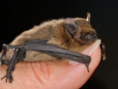 Ruige Dwergvleermuis in een hand.